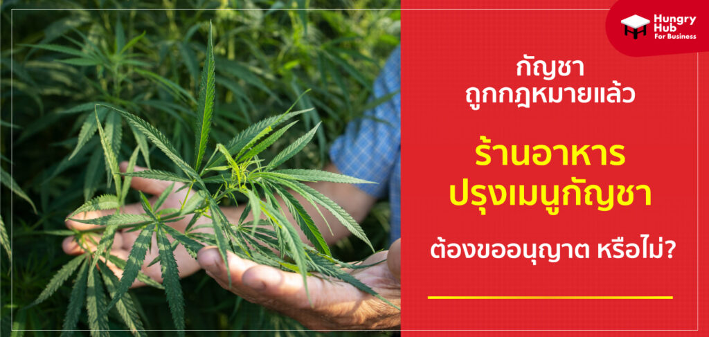 9 มิถุนา กัญชา ถูกกฎหมาย …ร้านอาหาร ปรุงเมนูกัญชา ได้หรือไม่? ต้องทำอย่างไร?